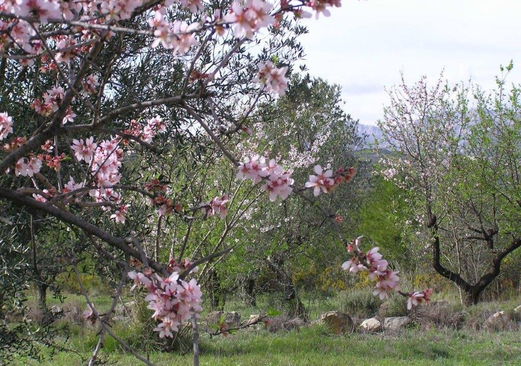 Almendros-2